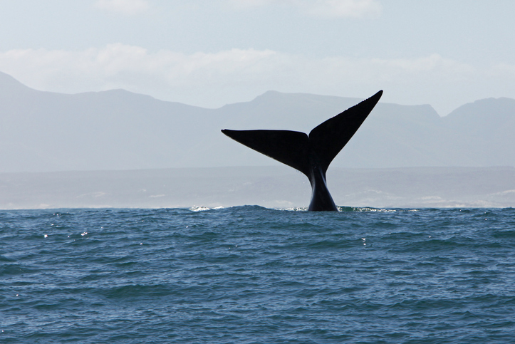 Tail Fin of SOuthern Right Whale in Water