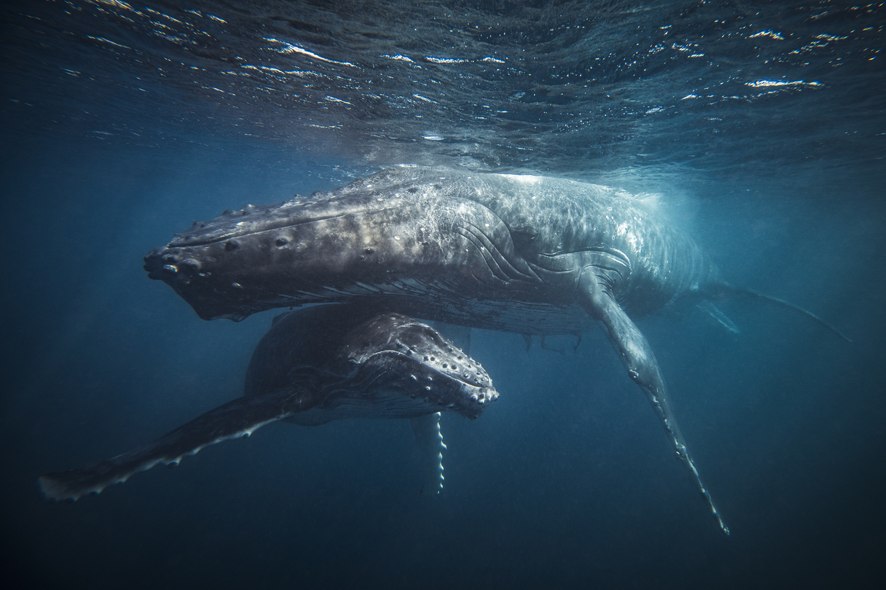 La baleine - Mémoires d'Océans