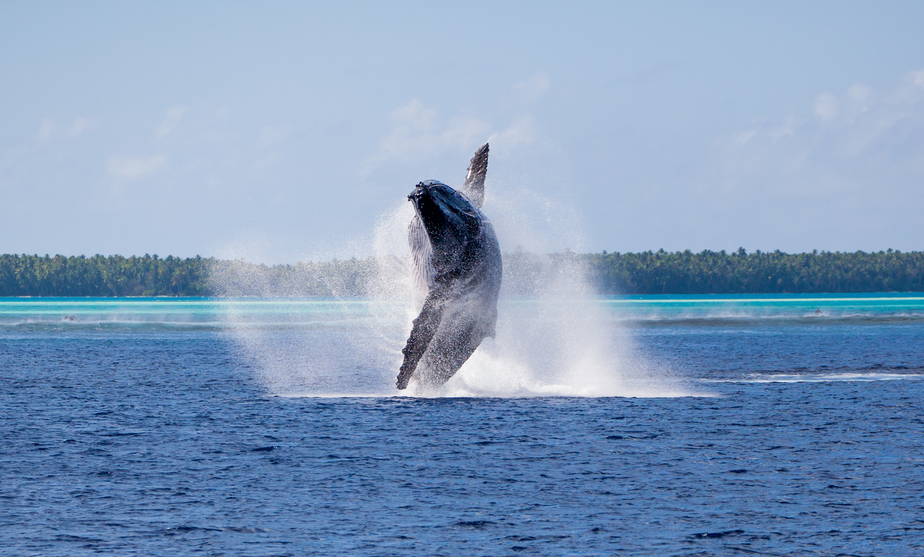 Humpback whale breach in Tahiti