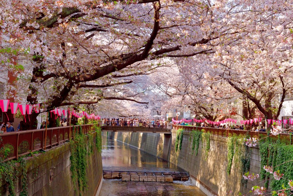 festivités japon cerisiers