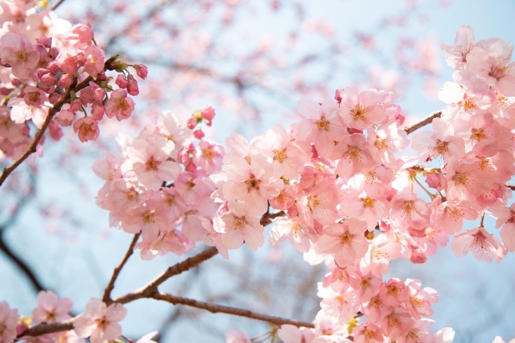 fleurs cerisiers japonais