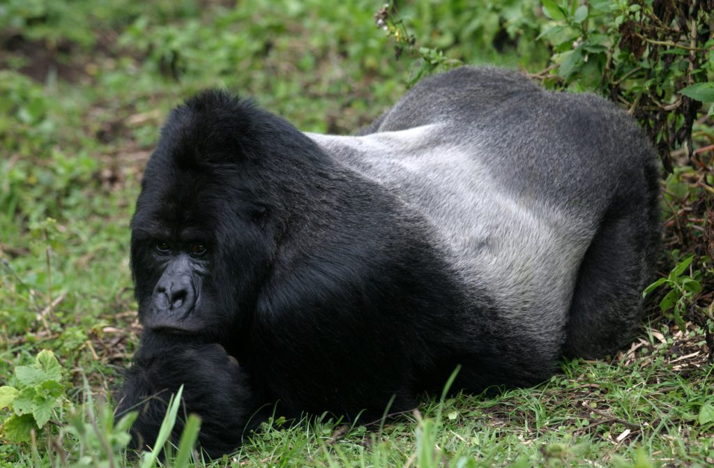 observation gorille à dos argenté