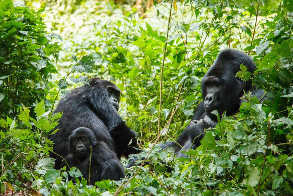 Gorilles à dos argentés