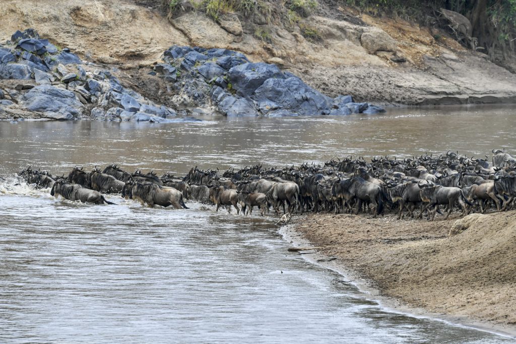 migration gnous riviere